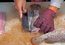 मांसाहारी लोग इन मछलियों से रहें सावधान….नहीं तो जा सकती है जान!