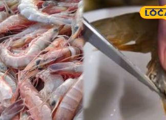 jhinga machhli revealed important for health | मछली खाने के शौकीनों! क्या आप जानते हैं कि झींगा की काली नस को बिना निकाले खाने से क्या होता है? जानिए सच