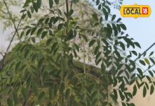 पोषण का पावरहाउस है इस पेड़ की पत्तियां, एक्सपर्ट से समझें उपयोग का रेगुलर तरीका