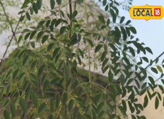 पोषण का पावरहाउस है इस पेड़ की पत्तियां, एक्सपर्ट से समझें उपयोग का रेगुलर तरीका