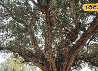 450 साल पुराने इस पाकड़ के पेड़ ने कैद की बजरंगबली की प्रतिमा, अब नहीं होना चाहते हैं अलग, ये है मान्यता