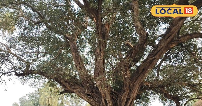 450 साल पुराने इस पाकड़ के पेड़ ने कैद की