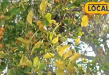 ये पेड़ आदिवासियों का एंटीसेप्टिक! कटने, फटने, जलने, ठंड में फटी एड़ियों का अचूक इलाज, जानें नुस्खा