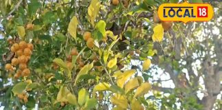 ये पेड़ आदिवासियों का एंटीसेप्टिक! कटने, फटने, जलने, ठंड में फटी एड़ियों का अचूक इलाज, जानें नुस्खा