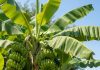 Banana plant in home। केले का पौधा लगाने के नियम