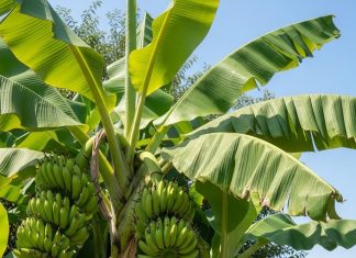 Banana plant in home। केले का पौधा लगाने के नियम