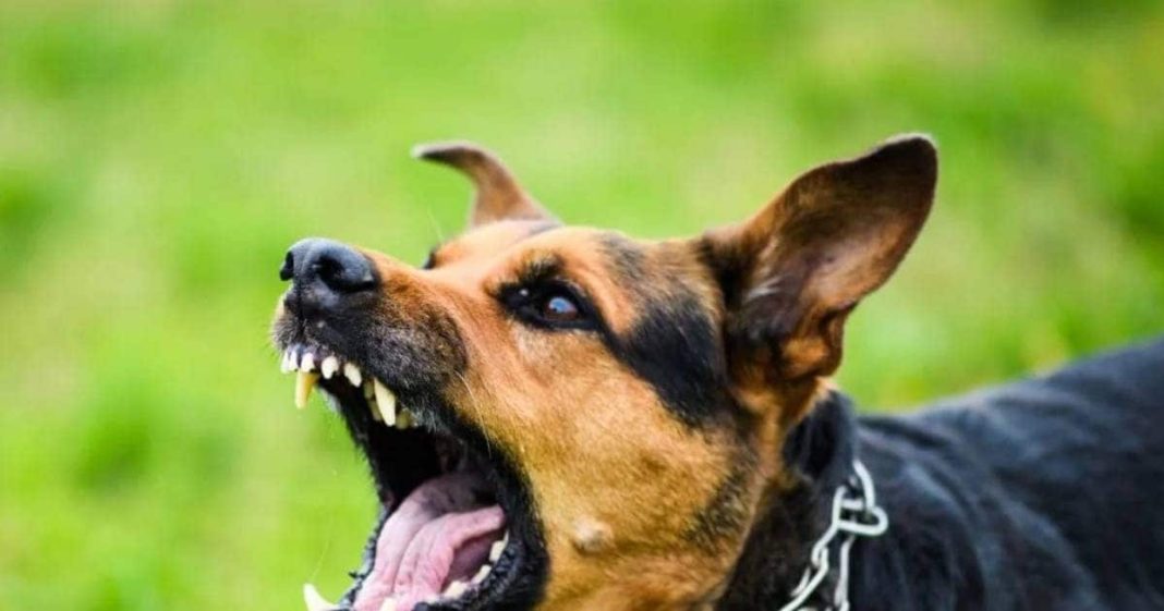 why dogs suddenly bark at some people know from astrology | कुछ लोगों को देखकर कुत्ते अचानक क्यों भौंकने लगते हैं? शनि दोष से क्या है संबंध, ज्योतिष से जानें कारण