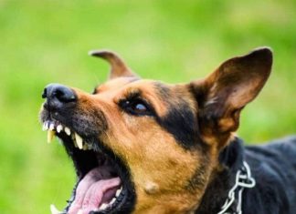 why dogs suddenly bark at some people know from astrology | कुछ लोगों को देखकर कुत्ते अचानक क्यों भौंकने लगते हैं? शनि दोष से क्या है संबंध, ज्योतिष से जानें कारण