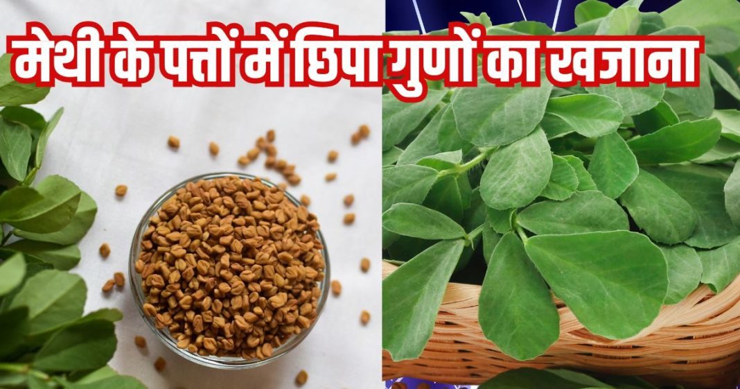 Methi ke patte ke fayde: इस छोटे पत्ते वाले साग के क्या कहने! सिर से लेकर पैर तक रखे फिट