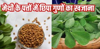 Methi ke patte ke fayde: इस छोटे पत्ते वाले साग के क्या कहने! सिर से लेकर पैर तक रखे फिट