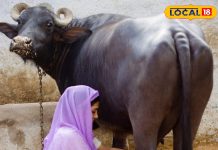 कड़ाके की ठंड में ऐसे करें पशुओं की देखभाल, कम नहीं होगा गाय-भैंस का दूध, पशु चिकित्सक से जानिए