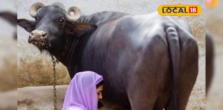 कड़ाके की ठंड में ऐसे करें पशुओं की देखभाल, कम नहीं होगा गाय-भैंस का दूध, पशु चिकित्सक से जानिए