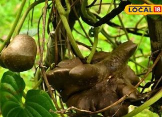 डायबिटीज को जड़ से काबू में लाएगी ये जंगली सब्जी, रोजाना करें सेवन… शुगर लेवल होगा कंट्रोल, मिलेंगे चौंकाने वाले नतीजे