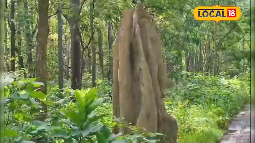 दीमकों की देन और प्रकृति का चमत्कार, दुधवा में जंगल के बीच 12 फीट ऊंचे मिट्टी के टीले, देखें नजारा