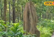 दीमकों की देन और प्रकृति का चमत्कार, दुधवा में जंगल के बीच 12 फीट ऊंचे मिट्टी के टीले, देखें नजारा