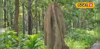 दीमकों की देन और प्रकृति का चमत्कार, दुधवा में जंगल के बीच 12 फीट ऊंचे मिट्टी के टीले, देखें नजारा