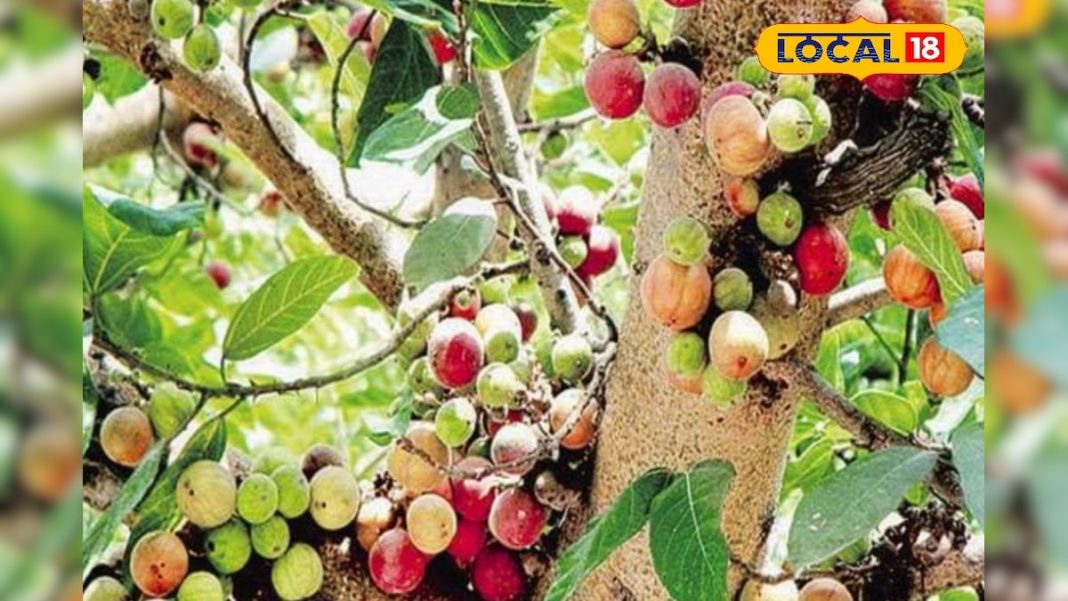 ये है अंजीर का जुड़वा भाई…फल, फूल, तना, छाल और दूध सभी उपयोगी, कई बीमारियों से दिलाएंगे मुक्ति