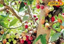 ये है अंजीर का जुड़वा भाई…फल, फूल, तना, छाल और दूध सभी उपयोगी, कई बीमारियों से दिलाएंगे मुक्ति