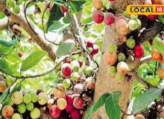 ये है अंजीर का जुड़वा भाई…फल, फूल, तना, छाल और दूध सभी उपयोगी, कई बीमारियों से दिलाएंगे मुक्ति