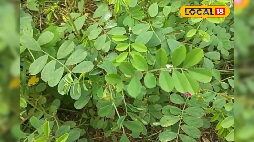 ये जड़ी बूटी हर परेशानी का सॉल्यूशन! लिवर, तिल्ली की सूजन और त्वचा की बीमारी में फायदेमंद, जानें इस्तेमाल का तरीका