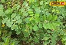 ये जड़ी बूटी हर परेशानी का सॉल्यूशन! लिवर, तिल्ली की सूजन और त्वचा की बीमारी में फायदेमंद, जानें इस्तेमाल का तरीका