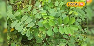 ये जड़ी बूटी हर परेशानी का सॉल्यूशन! लिवर, तिल्ली की सूजन और त्वचा की बीमारी में फायदेमंद, जानें इस्तेमाल का तरीका