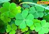 तीन पत्तियों वाला चमत्कारी पौधा, पेट की सारी समस्याओं का एक मात्र उपाय, आयुर्वेद की रामबाण औषधि