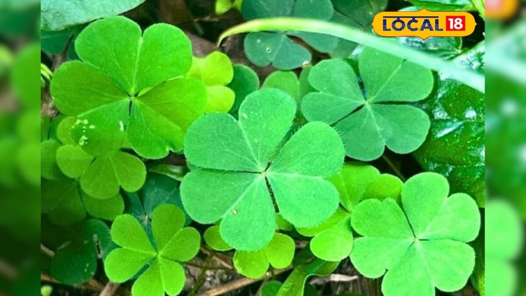 तीन पत्तियों वाला चमत्कारी पौधा, पेट की सारी समस्याओं का एक मात्र उपाय, आयुर्वेद की रामबाण औषधि