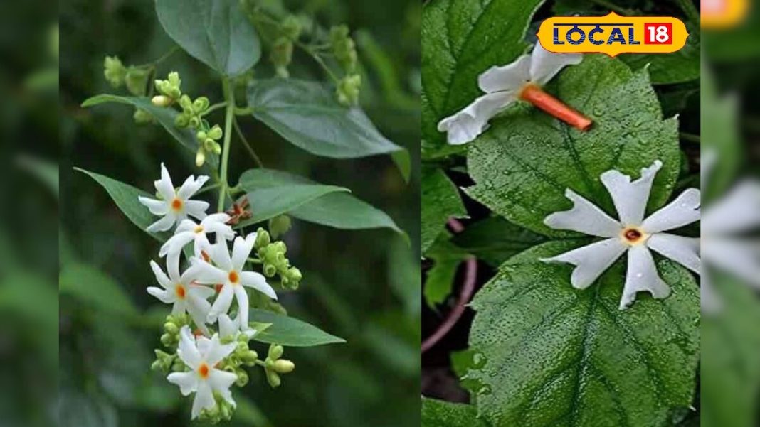 अद्भुत है ये पौधा… खांसी, जुकाम, गठिया और जोड़ों के दर्द समेत इन 10 बीमारियों में रामबाण, ऐसे करें उपयोग