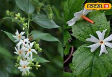 अद्भुत है ये पौधा… खांसी, जुकाम, गठिया और जोड़ों के दर्द समेत इन 10 बीमारियों में रामबाण, ऐसे करें उपयोग