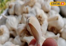 सिर्फ एक कली लहसुन और फायदे अनेक, तेजी से बढ़ाए इम्यूनिटी, दिल के लिए भी फायदेमंद