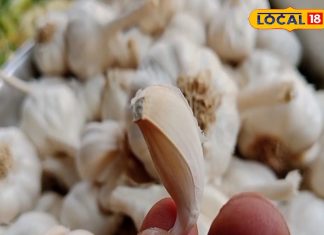 सिर्फ एक कली लहसुन और फायदे अनेक, तेजी से बढ़ाए इम्यूनिटी, दिल के लिए भी फायदेमंद