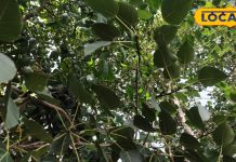 रोज सुबह चबाएं 2 पीपल के पत्ते, होंगे ये 7 चमत्कारी फायदे! आयुर्वेद एक्सपर्ट ने बताया राज, यहां जानिए – Uttar Pradesh News