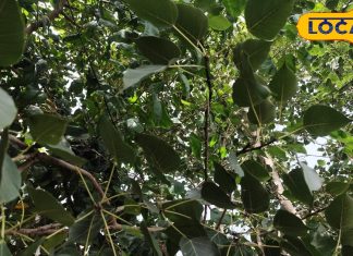 रोज सुबह चबाएं 2 पीपल के पत्ते, होंगे ये 7 चमत्कारी फायदे! आयुर्वेद एक्सपर्ट ने बताया राज, यहां जानिए – Uttar Pradesh News