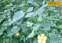 घास समझकर न करें अनदेखी, अतिबाला है कई बीमारियों में रामबाण औषधि; खांसी और शुगर में कारगर