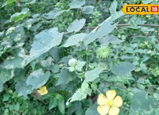 घास समझकर न करें अनदेखी, अतिबाला है कई बीमारियों में रामबाण औषधि; खांसी और शुगर में कारगर