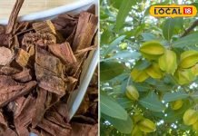 आयुर्वेद का अनमोल खजाना है ये औषधि! हार्ट के मरीजों के लिए वरदान, बीपी को रखे कंट्रोल