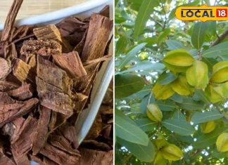 आयुर्वेद का अनमोल खजाना है ये औषधि! हार्ट के मरीजों के लिए वरदान, बीपी को रखे कंट्रोल