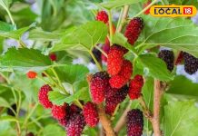 पोषण का पावरहाउस है ये छुटकू सा फल, दिल से लेकर दिमाग करेगा दुरुस्त, जानें फायदे