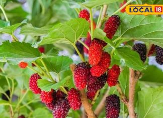 पोषण का पावरहाउस है ये छुटकू सा फल, दिल से लेकर दिमाग करेगा दुरुस्त, जानें फायदे