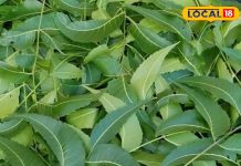 नीम के चमत्कारी फायदे… स्किन और बालों के लिए लाभकारी, खून भी करे साफ; जानें कैसे करें सेवन – Bharat.one हिंदी