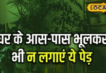 घर में लगे ये पौधे बन सकते हैं आर्थिक तंगी का कारण, दिशा का रखें खास ख्याल, जानिए टिप्स