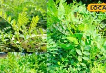 भरतपुर में सर्दियों में चने का साग के फायदे और लोकप्रियता.