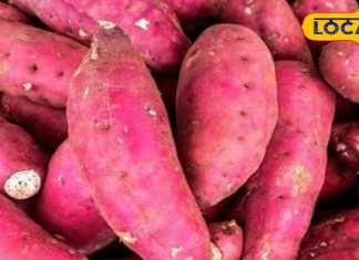 फाइबर से भरपूर है यह विंटर सुपरफूड फल, रसोई में इससे बनते हैं कई स्वादिष्ट व्यंजन, सेहत के लिए भी है फिट