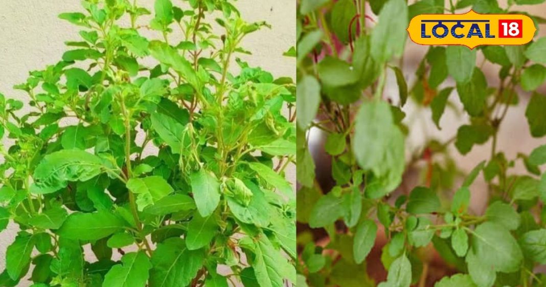 अगर आपके घर में भी ये 5 पौधे? सर्दियों में नहीं जाना पड़ेगा डॉक्टरों के पास, जड़ से मिटता है दर्द – Uttar Pradesh News