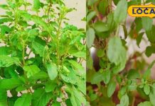 अगर आपके घर में भी ये 5 पौधे? सर्दियों में नहीं जाना पड़ेगा डॉक्टरों के पास, जड़ से मिटता है दर्द – Uttar Pradesh News