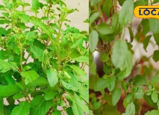 अगर आपके घर में भी ये 5 पौधे? सर्दियों में नहीं जाना पड़ेगा डॉक्टरों के पास, जड़ से मिटता है दर्द – Uttar Pradesh News