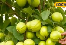 ठंड का बेस्ट टॉनिक है ये फल, खाने से शरीर में देता है इम्यूनिटी का डबल डोज, फायदे जानकर हो जाएंगे हैरान – Jharkhand News