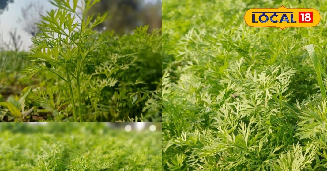 भूल जाएंगे पालक-मेथी! गजरे की पत्तियों का देसी साग, किसान के ताकत का है असली राज, जानें रेसिपी