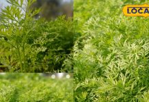 भूल जाएंगे पालक-मेथी! गजरे की पत्तियों का देसी साग, किसान के ताकत का है असली राज, जानें रेसिपी